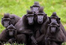 Monyet hitam Sulawesi atau Yaki atau Monyet wolai endemik Sulawesi