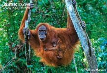 Orangutan Sumatera
