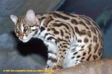 Kucing Kuwuk