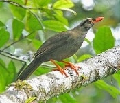 Burung Anis Sulawesi endemik Pulau Sulawesi