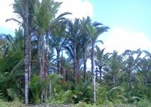 Pohon Sagu