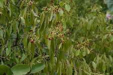 Pohon Cendana