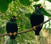 Burung Beo Nias endemik Pulau Nias