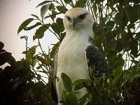 Elang Flores endemik Pulau Flores raptor paling terancam