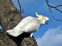 Burung kakatua putih endemik Indonesia