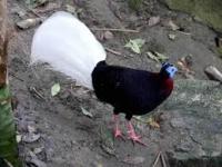 Burung Sempidan Kalimantan atau beleang bulwor endemik Kalimantan