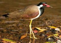 Burung Trulek Jawa endemik Pulau Jawa