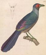Burung Tokhtor Kalimantan