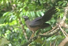 Burung Tokhtor Sumatera