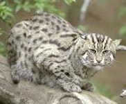Kucing bakau