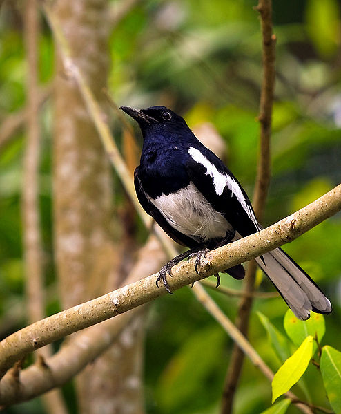 Burung kacer kucica kampung