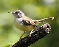 Burung perenjak jawa atau ciblek