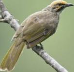 Burung cucak rawa