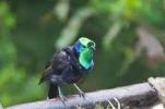 Astrapia arfak atau Astrapia nigra