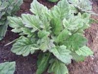 Daun dewa