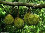 King of fruit