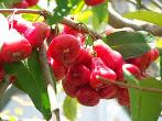 Jambu air