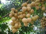 Duku
