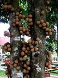 Kepel buah identitas Daerah Istimewa Yogyakarta