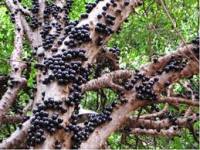 Kupa landak (jaboticaba) atau anggur brazil