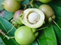 Jambu air mawar