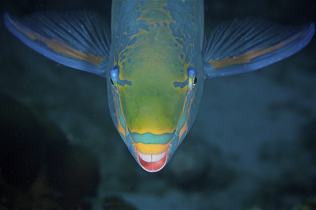 Ikan Kakak Tua
