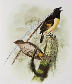 Cendrawasih Panji