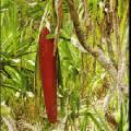 Di Papua sendiri buah merah dikenal sebagai kuansu, sedangkan di Maluku dikenal sebagai Pandan seran (Maluku) atau saun (Seram) dan sihu (Halmahera).