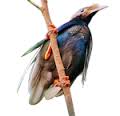 Burung bidadari: Si cantik dari Halmahera, dengan suara cetar membahana