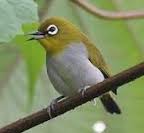 Kacamata Halmahera