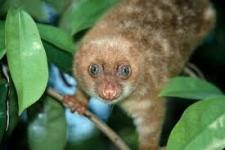 Kuskus Tutul Biak atau Kuskus Tutul Bermata Biru