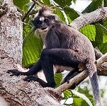 Lutung Dahi Putih endemik Borneo