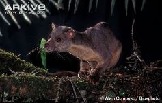 Musang Sulawesi