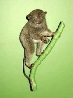 Tarsius bangka atau mentilin fauna identitas Bangka Belitung