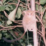 Tarsius Sulawesi