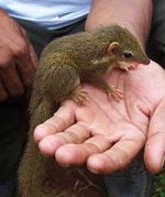 Tupai kekes