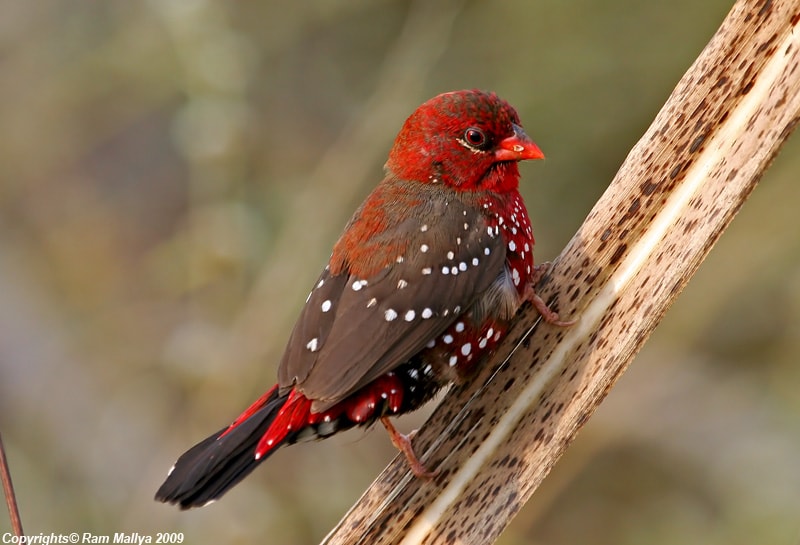 Pipit benggala