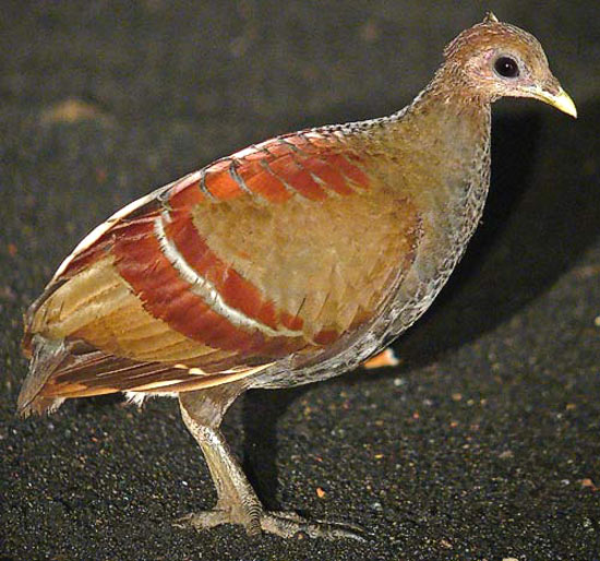 Gosong maluku