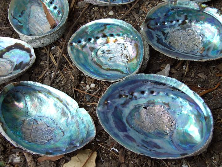 Paua