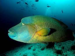 Ikan Napoleon