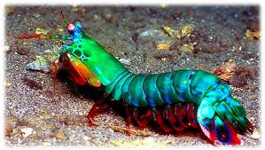 Udang Mantis