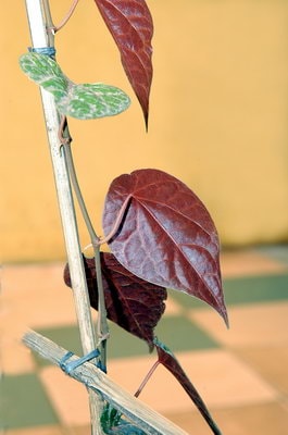 Sirih Merah