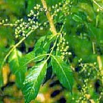 Buah Makasar