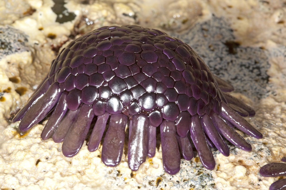 Colobocentrotus atratus