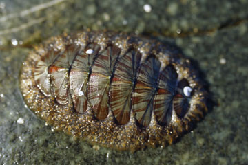 Achantopleura granulata