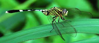 Capung (Orthetrum sabina)