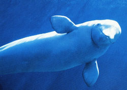 Paus Beluga