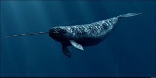 Paus Narwhal