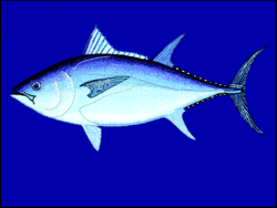 Tuna Sirip Biru