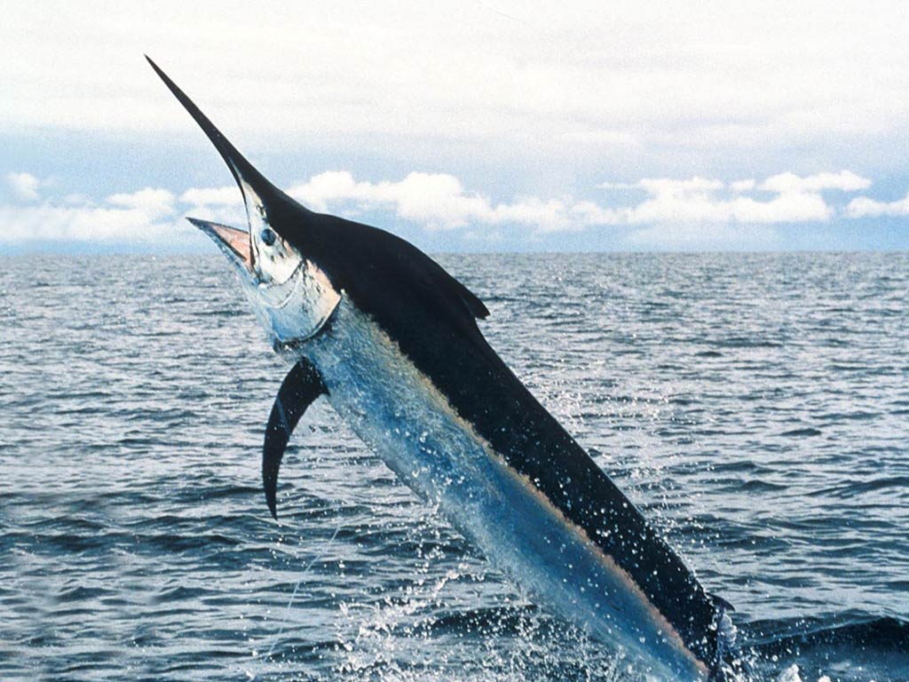 Todak